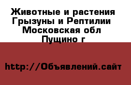 Животные и растения Грызуны и Рептилии. Московская обл.,Пущино г.